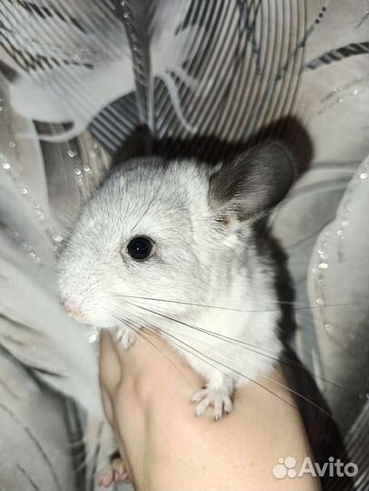 Шиншилла