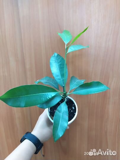 Саподилла Manilkara zapota 'Narai Thong' плодовая