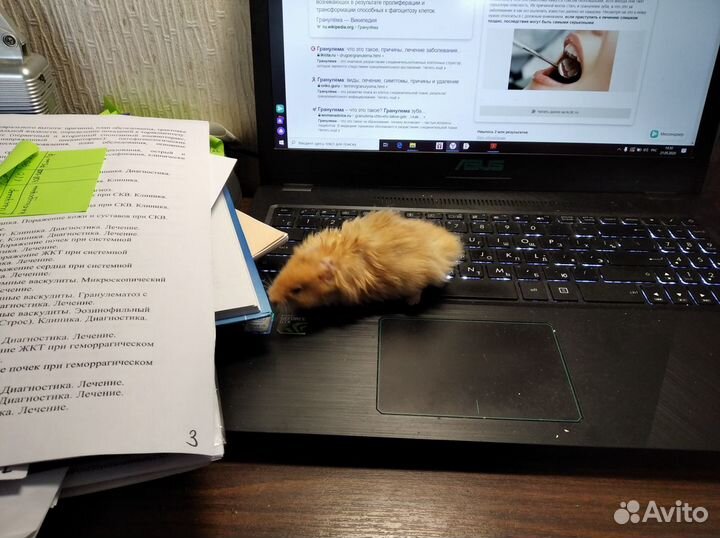 Обаятельные ручные хомяки ищут хозяев