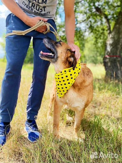 Большая добрая собака