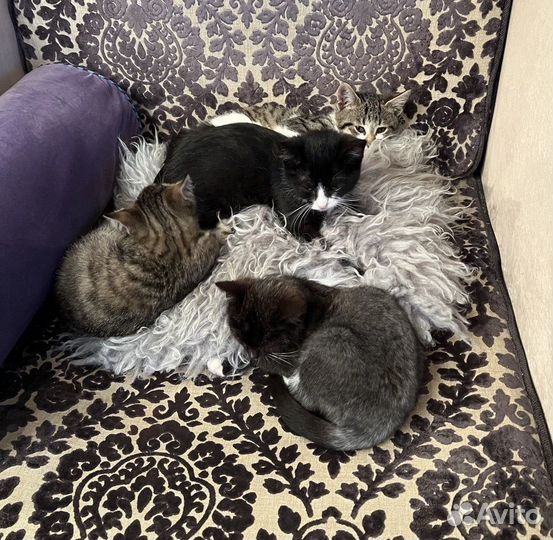 Котята в добрые руки