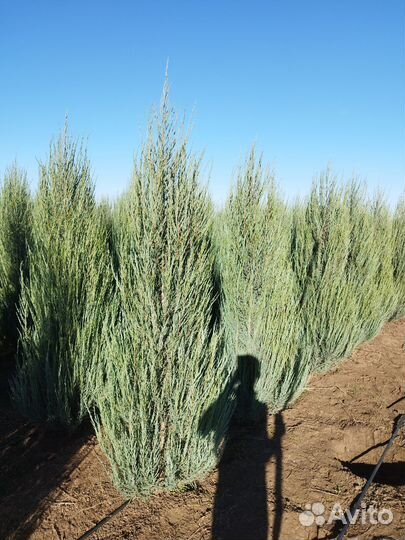 Можжевельник блю эрроу