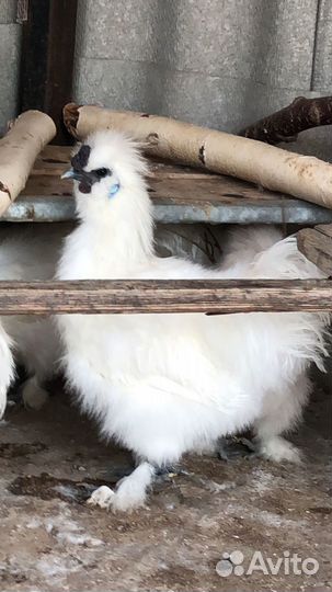 Китайские шелковые цыплята (полугодовалые)