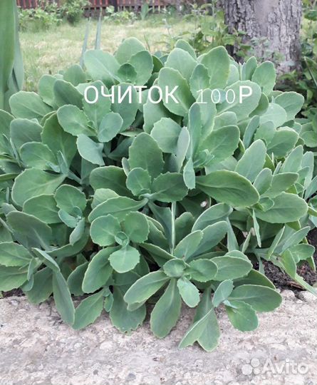 Растения-цветы для сада