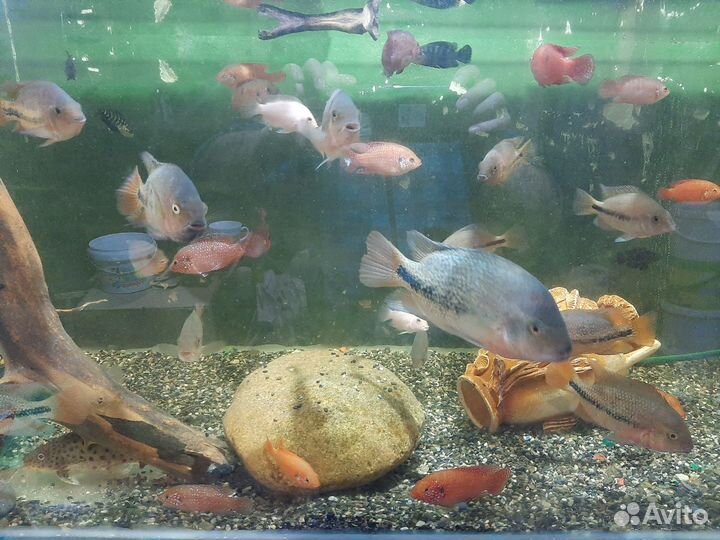 Аквариумные рыбки