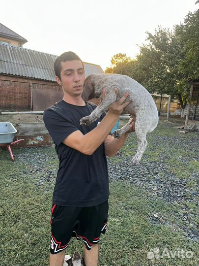 Щенки курцхаара