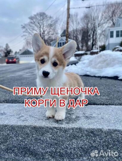 Корги щеночек