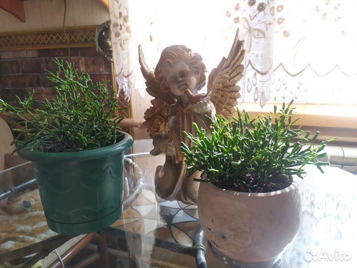 Комнатные растения суккуленты