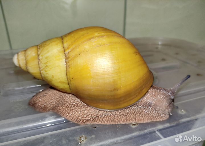 Гигантская Архахатина Иктерика Кросс Ривер