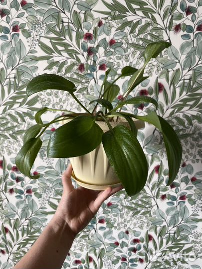 Дримиопсис