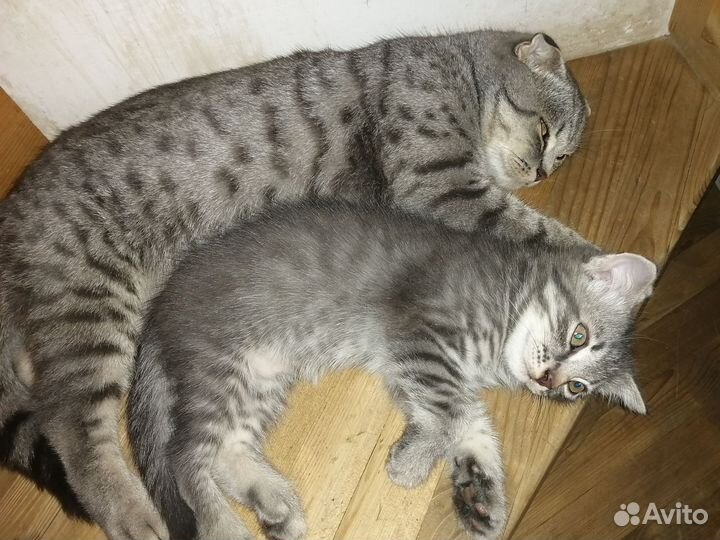 Кошка