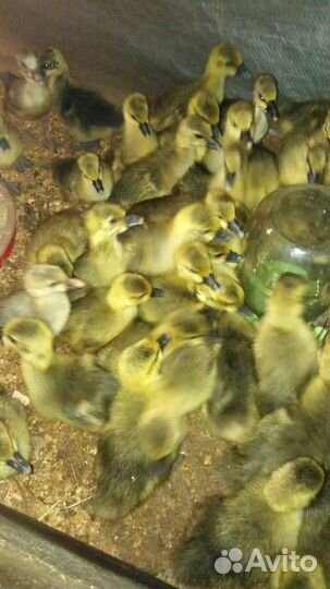Цыплята. Гусята. Утята. Мулард