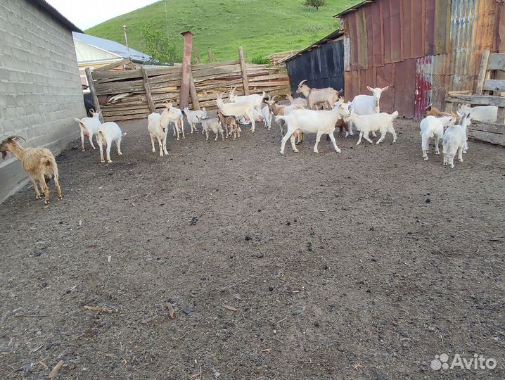 Козы дойные