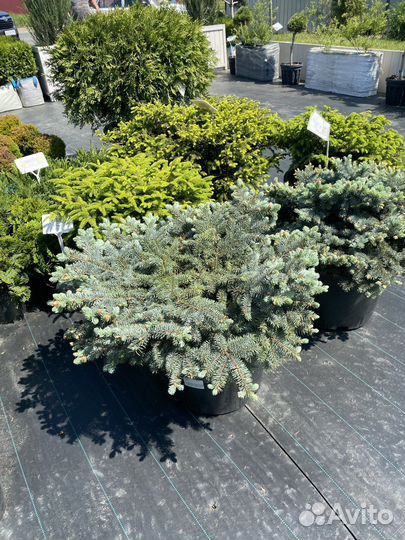 Ель колбчая glauca globosa