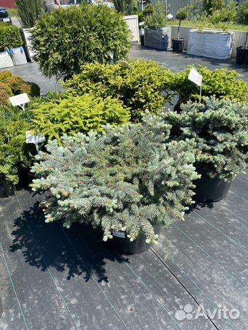 Ель колбчая glauca globosa