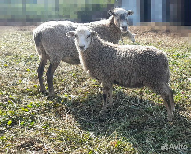 Баранина, мясо, есть овцы матки