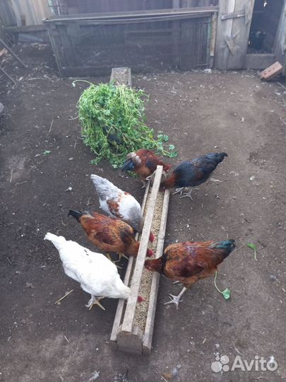 Молодые петушки, породистые домашние