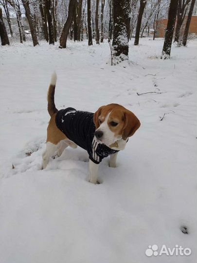 Собака для вязки