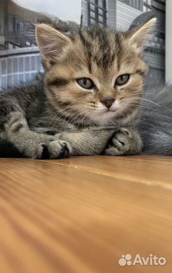 Котенок шотландец