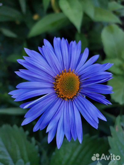 Многолетние сине-бирюзовые цветы