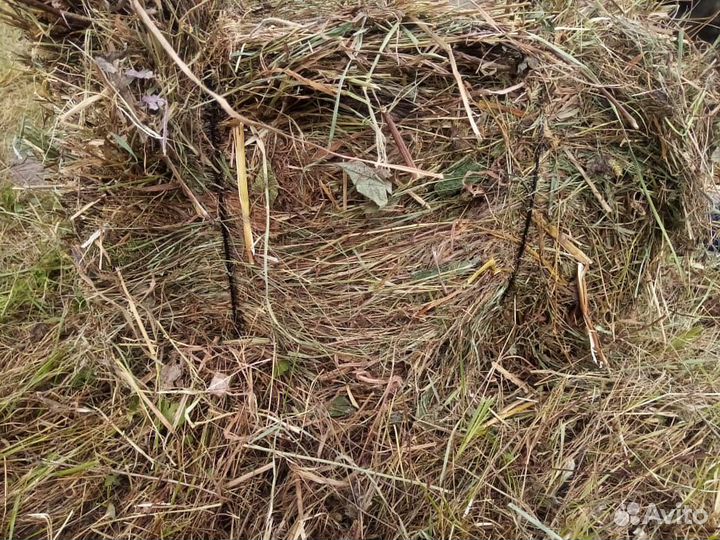 Продам сено