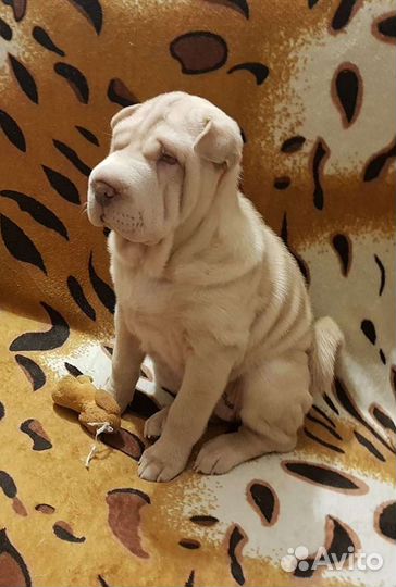 Щенки шарпея