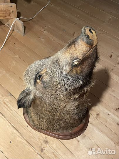 Чучело головы кабана