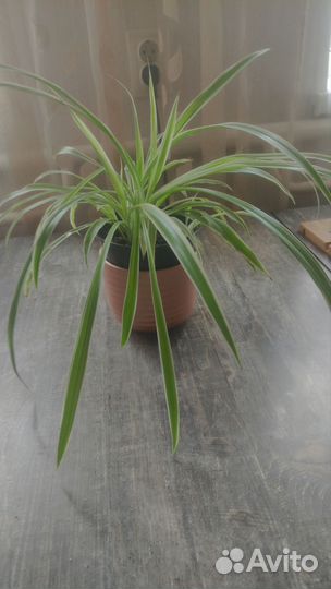 Хлорофитум