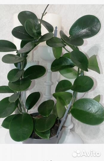 Хойя растение