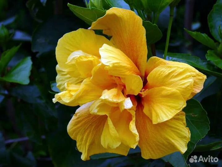 Гибискус комнатный