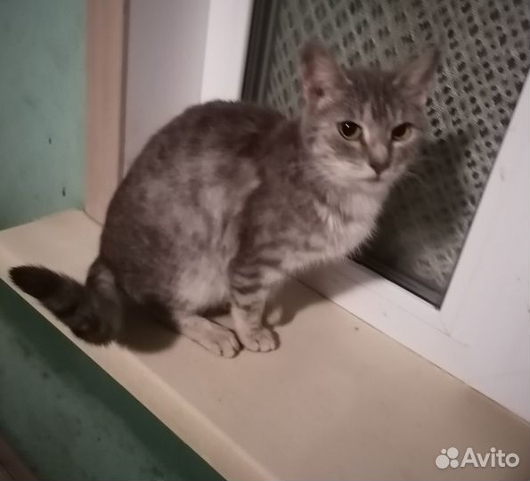 Отдам даром бесплатно