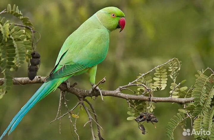 Ожереловые попугаи птенцы