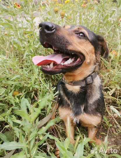 Малшка ищет дом