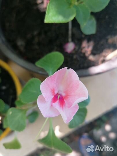 Бальзамин разных расцветок