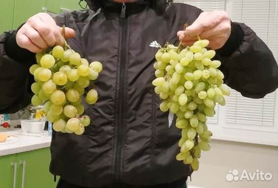 Саженцы винограда