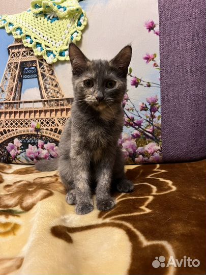 Котята отдам в добрые руки бесплатно