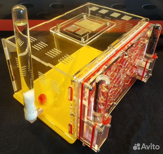 Настоящие Муравьные Фермы, Муравьи, Доставка