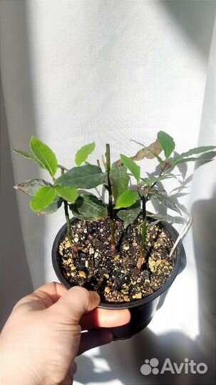 Фикус, лавр