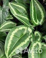 Шизмотоглоттис Валлиши