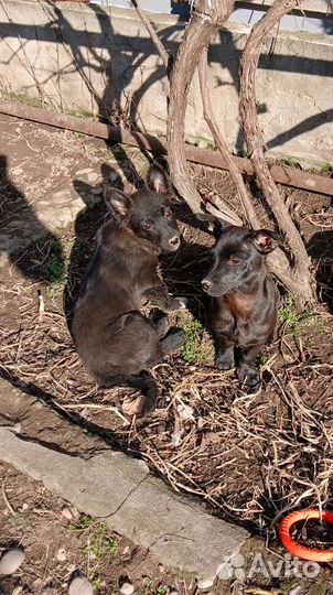 В добрые руки