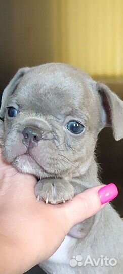 Лиловый французский бульдог