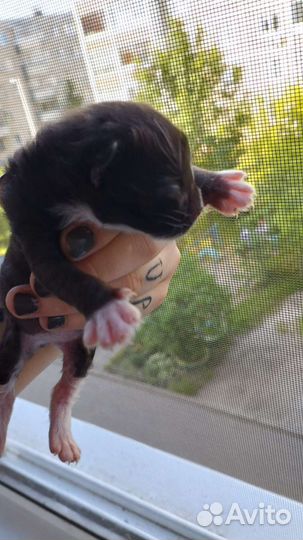 Кошка с котятами