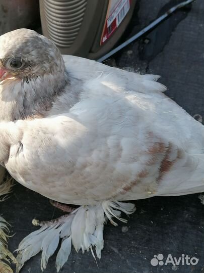 Двухчубые продам белые соч сизая розовая