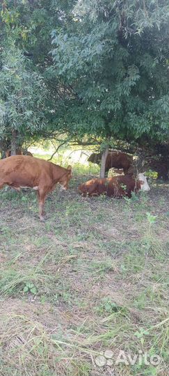 Бычки и быки