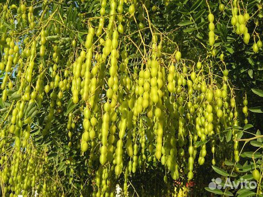 Мазь Чистая кожа, Варикозная, Рождественская