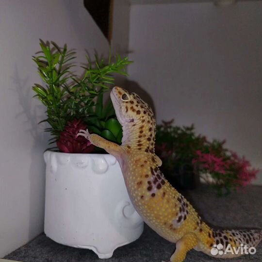 Пятнистый эублефар