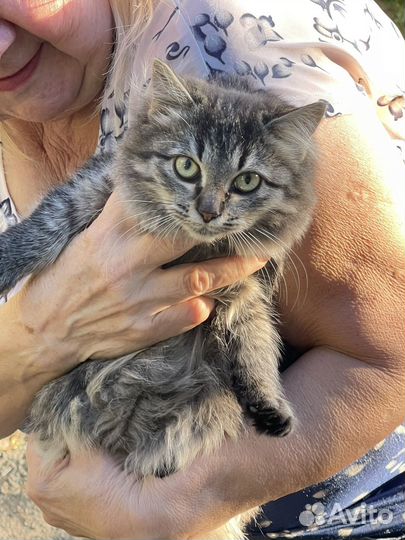 Котята в добрые руки бесплатно