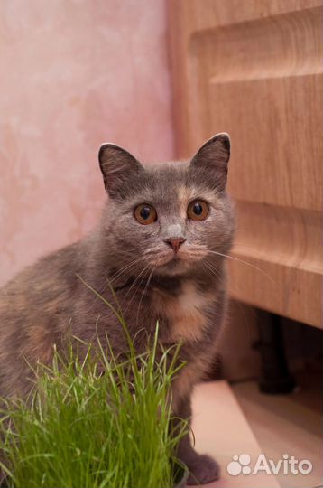 Кошка Плюшка)