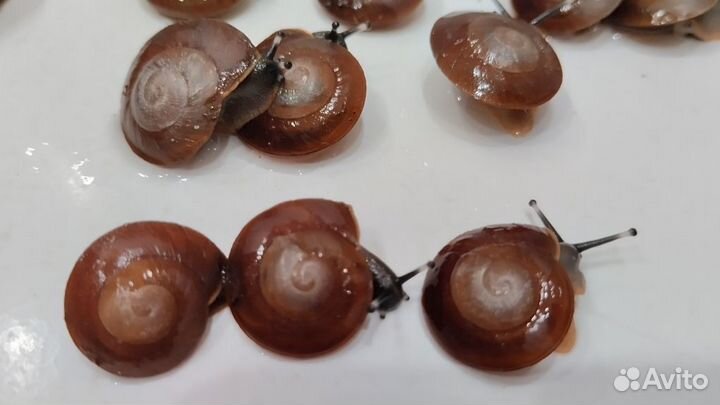 Плеуродонт Экселенс улитки эксы