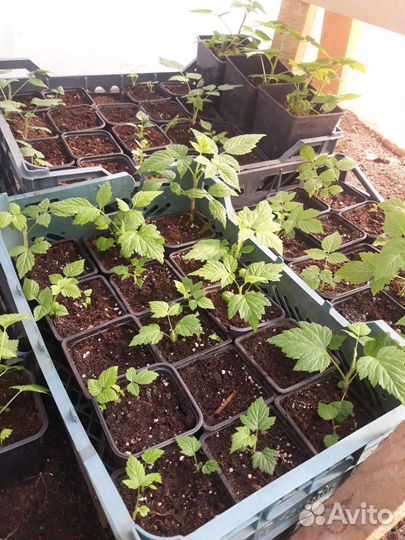 Саженцы малины маравилла